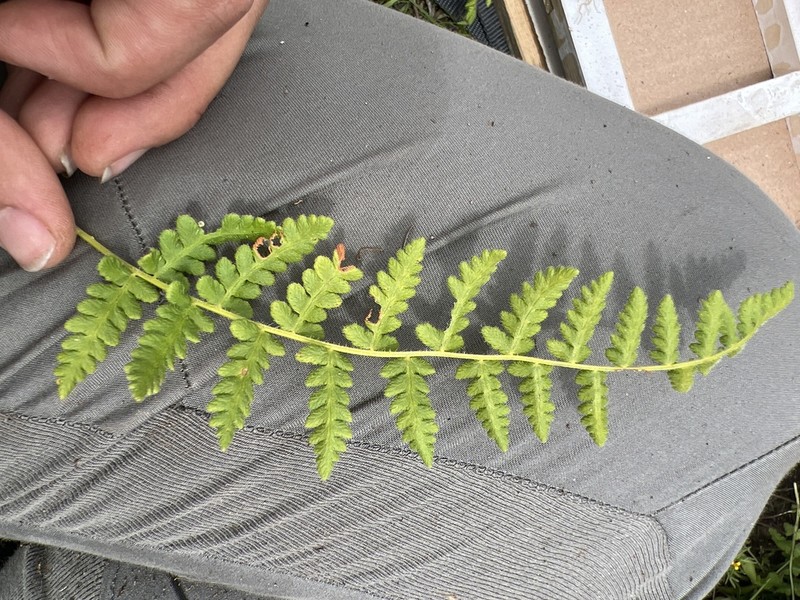 Woodsia mollis photo 4