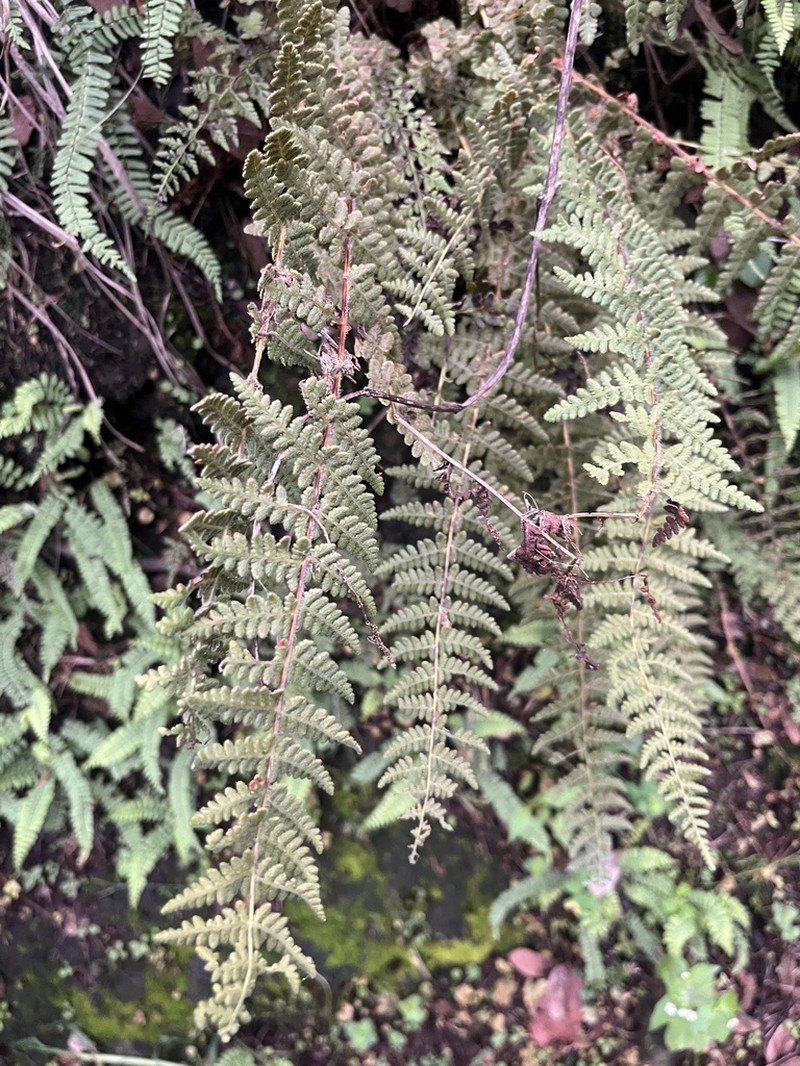 Woodsia mollis photo 5