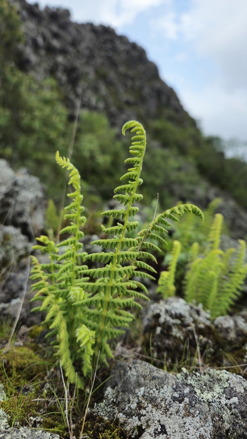 Woodsia mollis photo 6