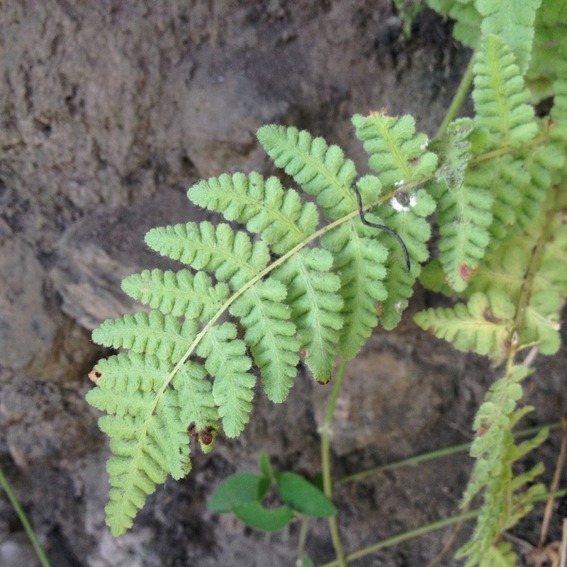 Woodsia mollis photo 7