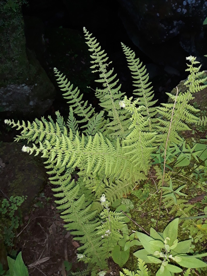 Woodsia mollis photo 8