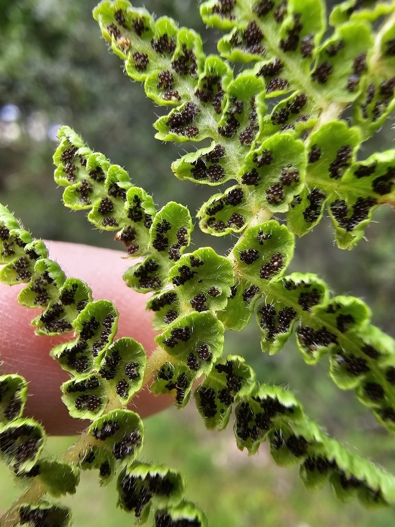 Woodsia montevidensis