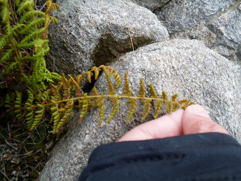 Woodsia montevidensis photo 2