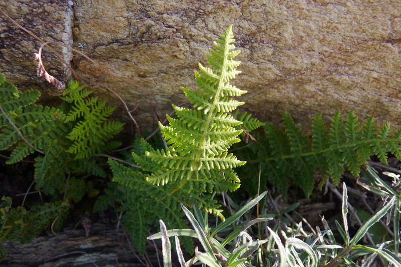 Woodsia montevidensis photo 3