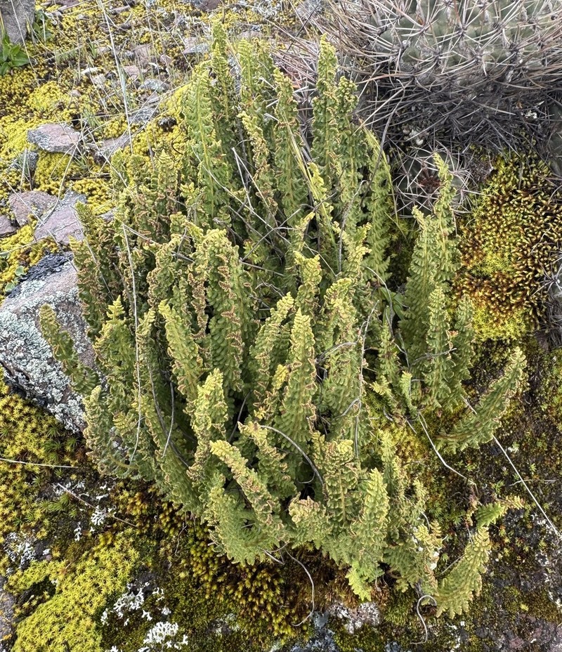 Woodsia montevidensis photo 4