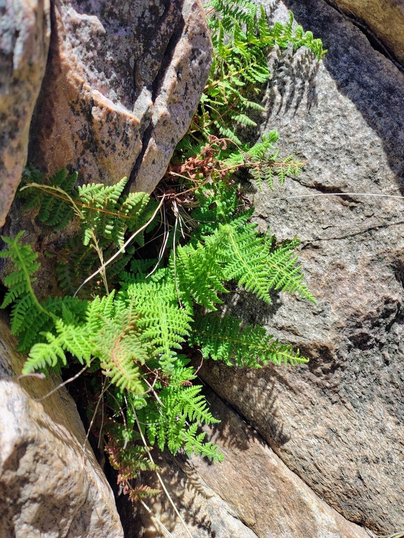 Woodsia montevidensis photo 5