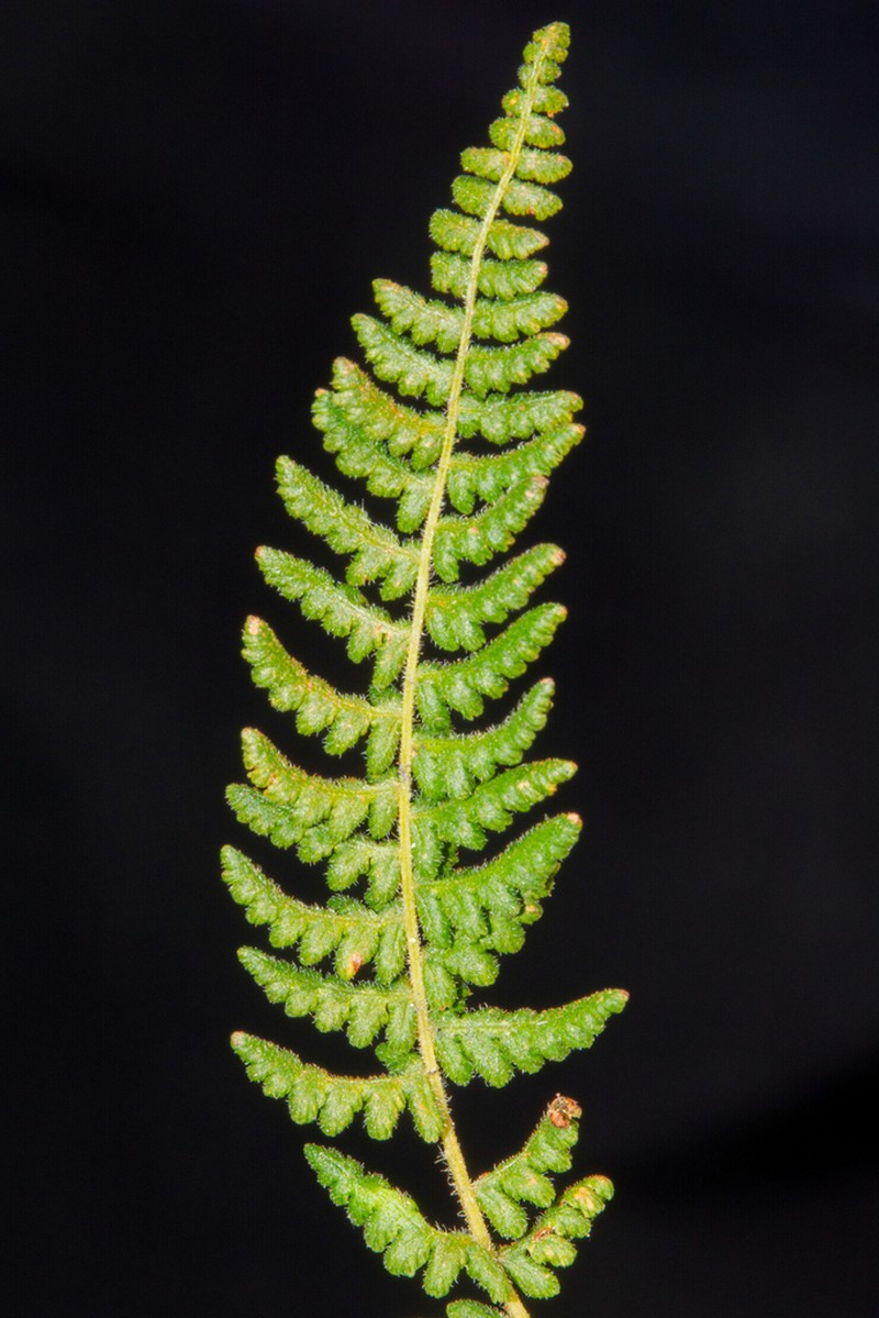 Woodsia montevidensis photo 6