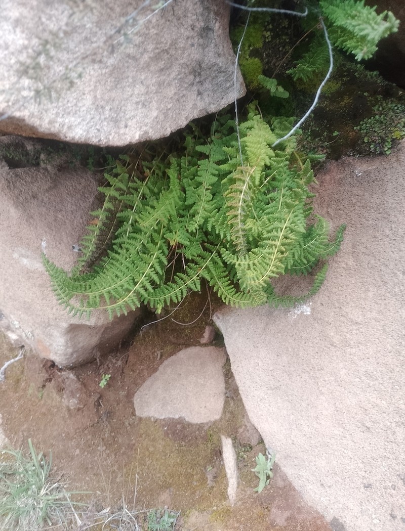 Woodsia montevidensis photo 7
