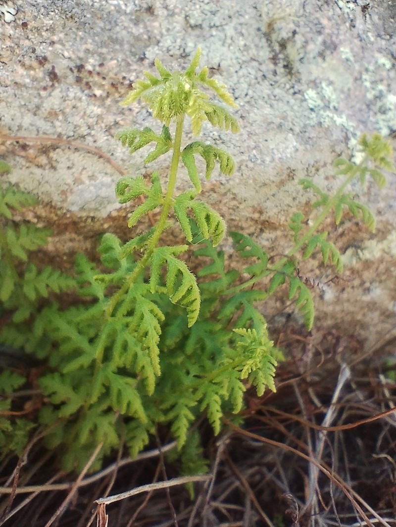 Woodsia montevidensis photo 8