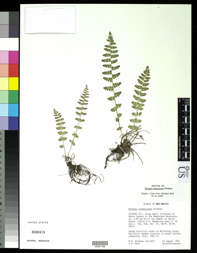 New Mexico Cliff Fern