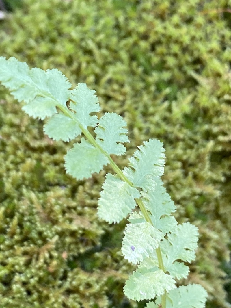 New Mexico Cliff Fern