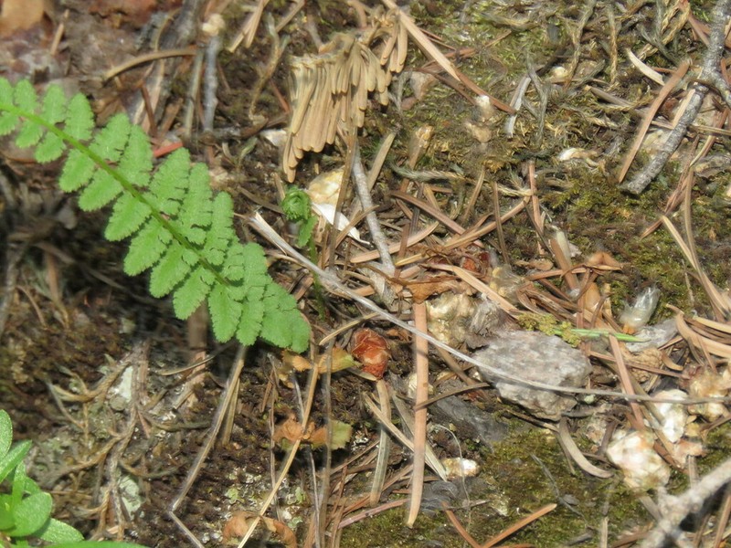 New Mexico Cliff Fern photo 2