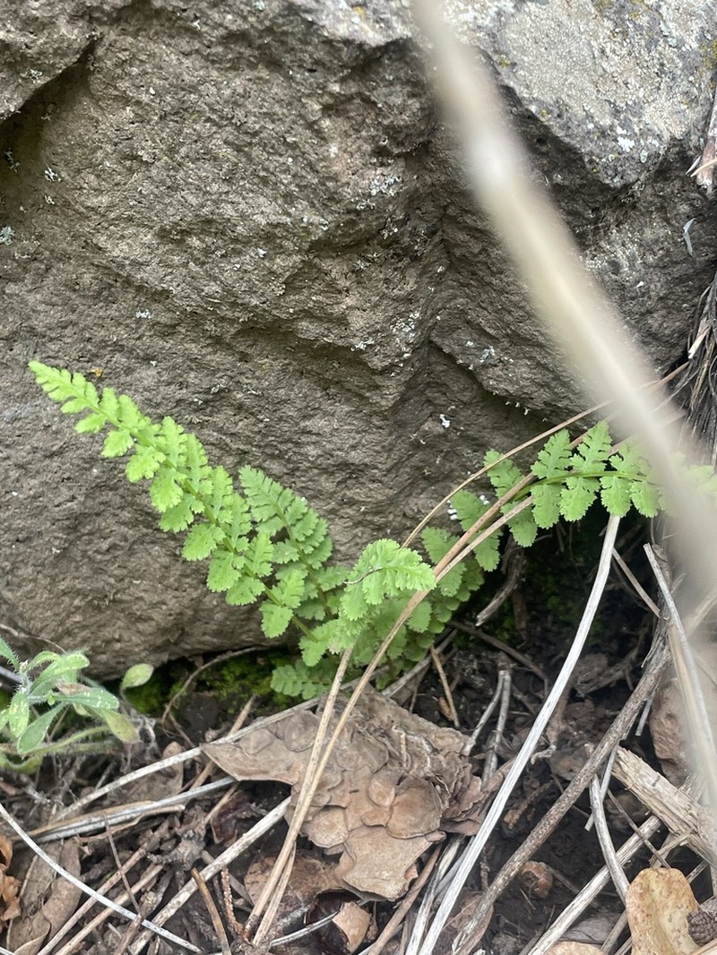 New Mexico Cliff Fern photo 3