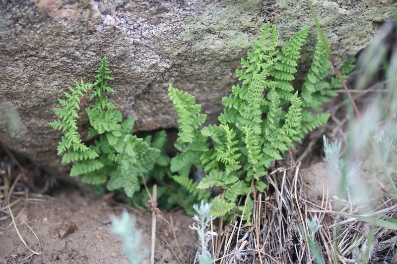 New Mexico Cliff Fern photo 4