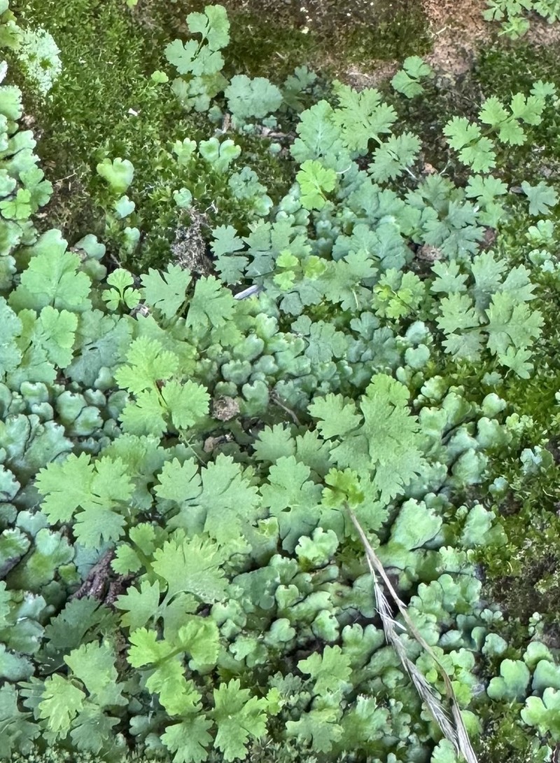 New Mexico Cliff Fern photo 5