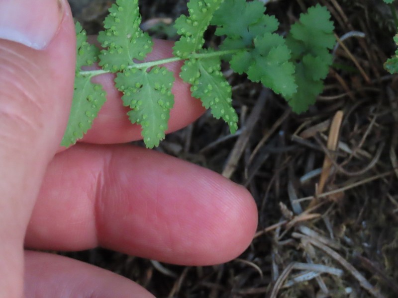 New Mexico Cliff Fern photo 6