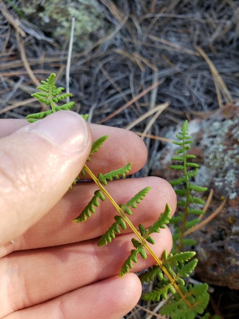 New Mexico Cliff Fern photo 7