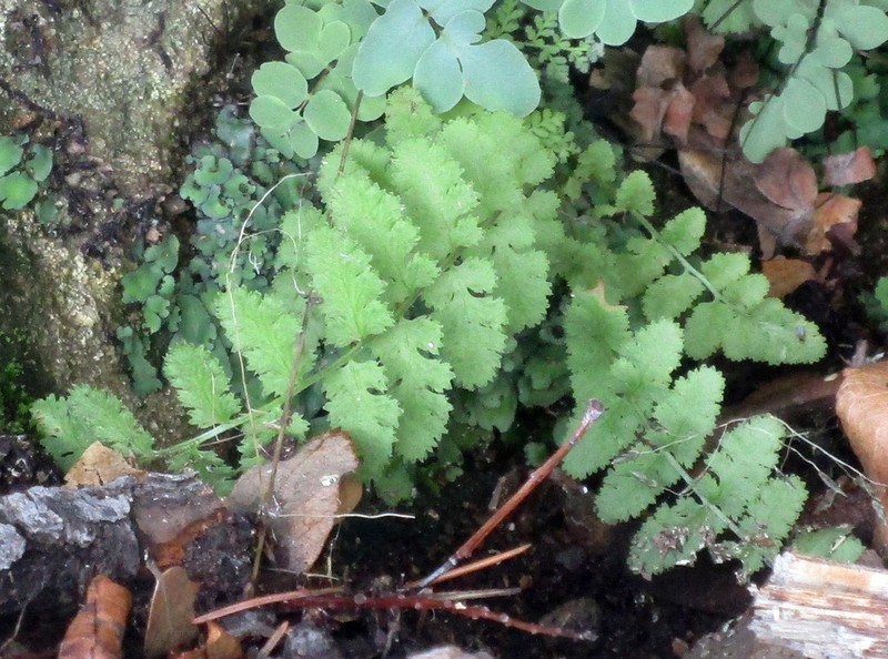 New Mexico Cliff Fern photo 8