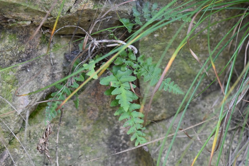 Woodsia oblonga