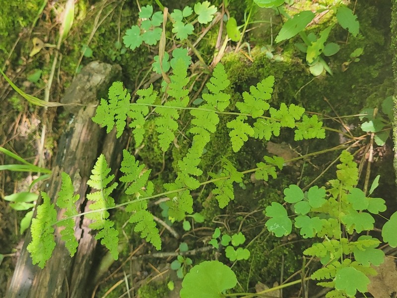 Bluntlobe Cliff Fern photo 2