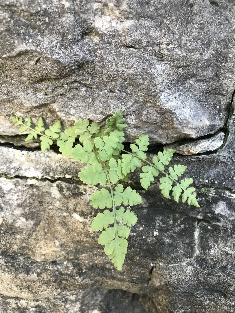 Bluntlobe Cliff Fern photo 3