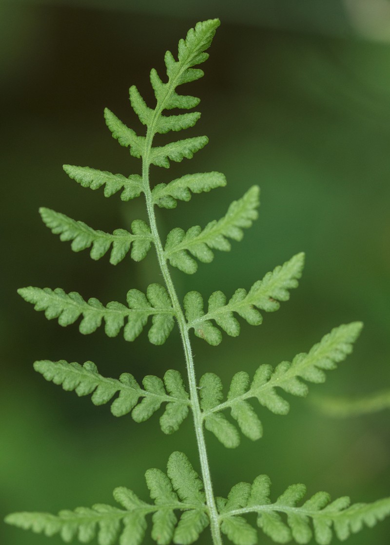 Bluntlobe Cliff Fern photo 4
