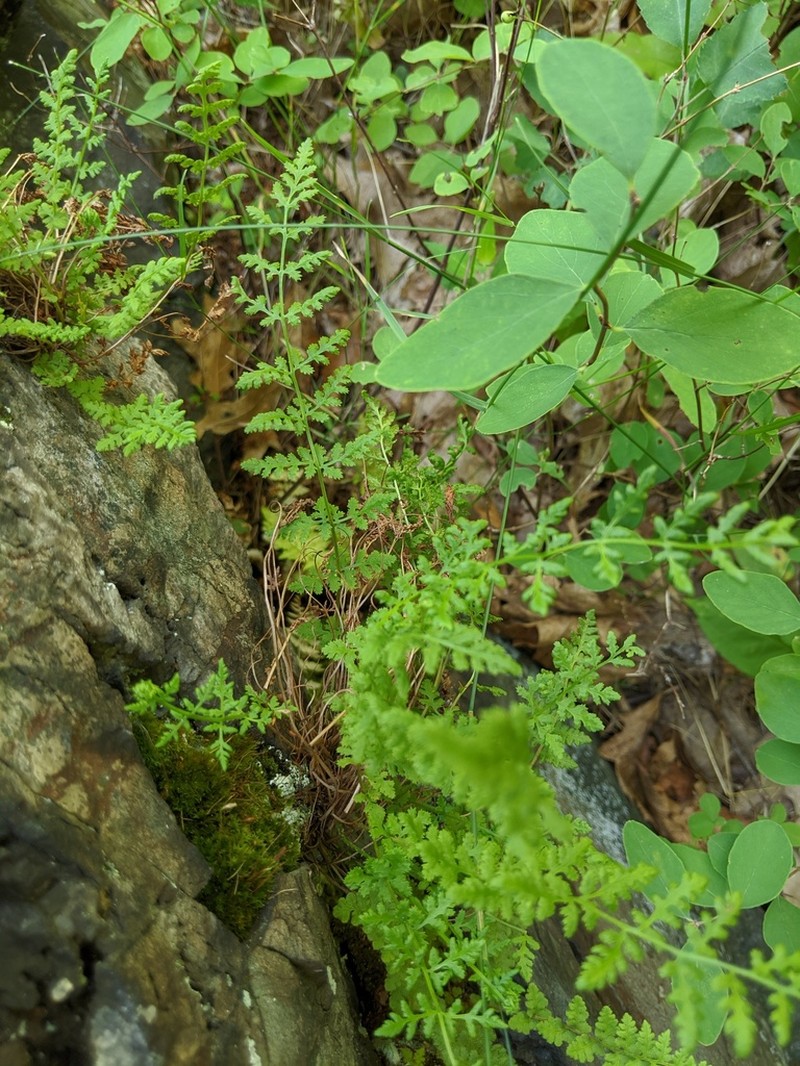 Bluntlobe Cliff Fern photo 5