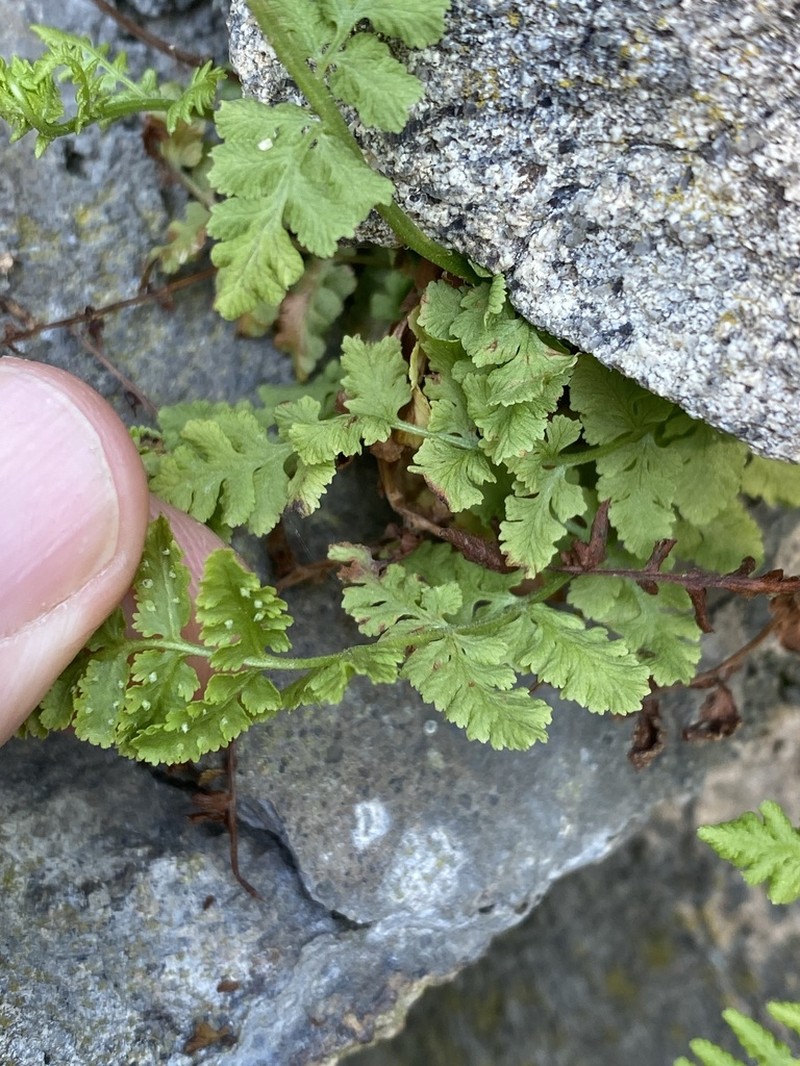 Bluntlobe Cliff Fern photo 6