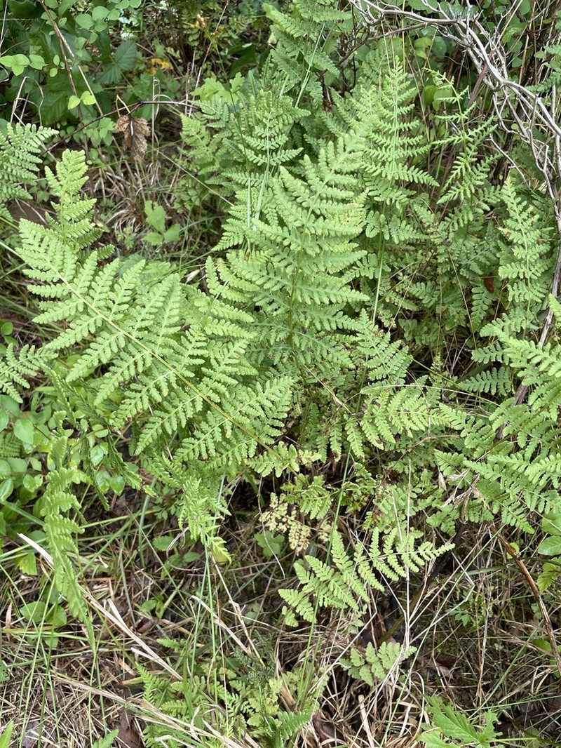 Bluntlobe Cliff Fern photo 7