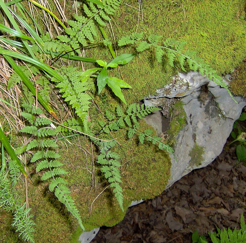 Bluntlobe Cliff Fern