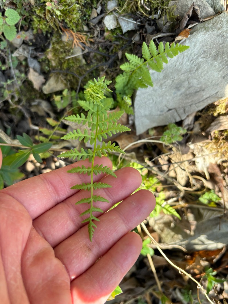 Woodsia obtusa subsp. obtusa