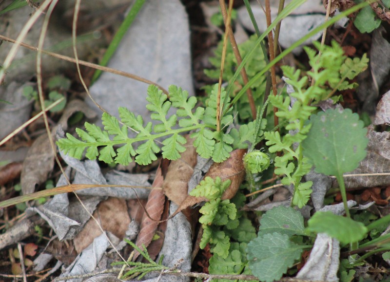 Woodsia obtusa subsp. obtusa photo 2
