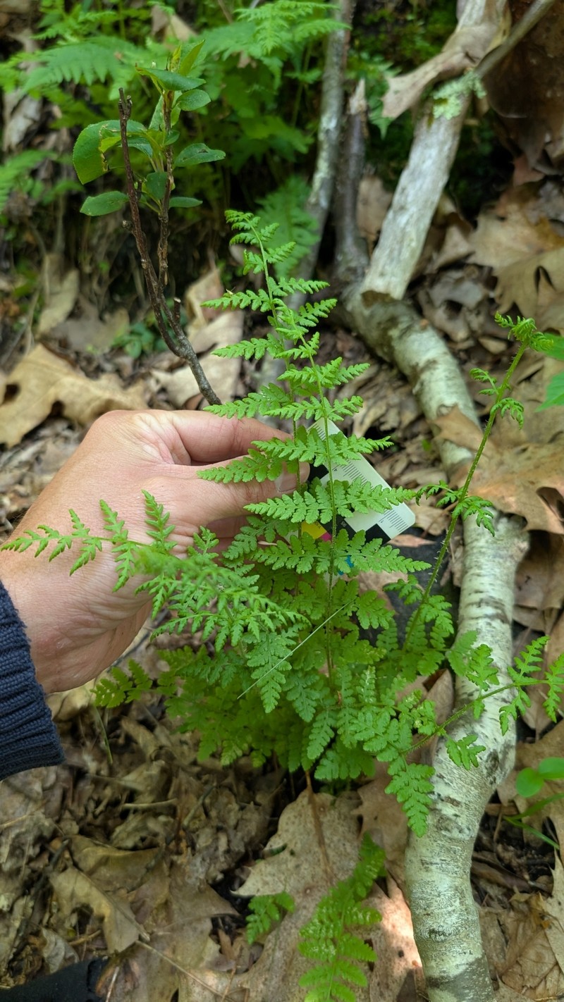 Woodsia obtusa subsp. obtusa photo 4