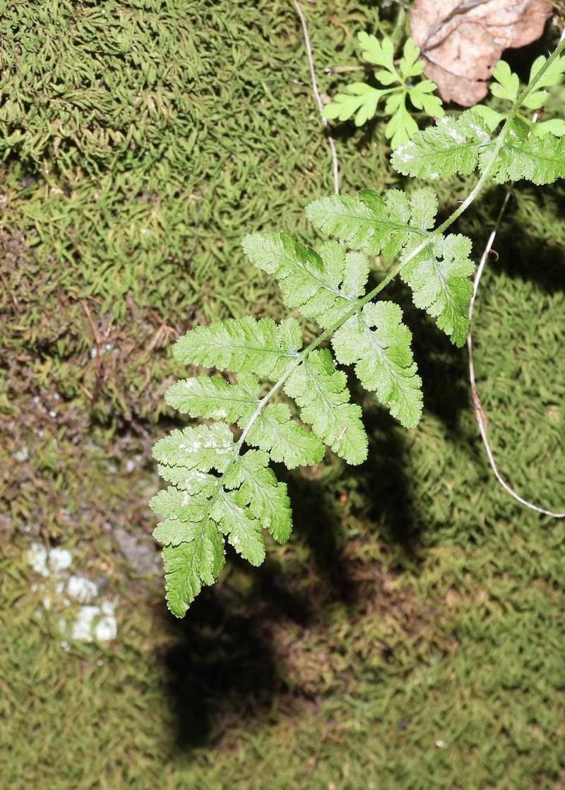 Woodsia obtusa subsp. obtusa photo 5