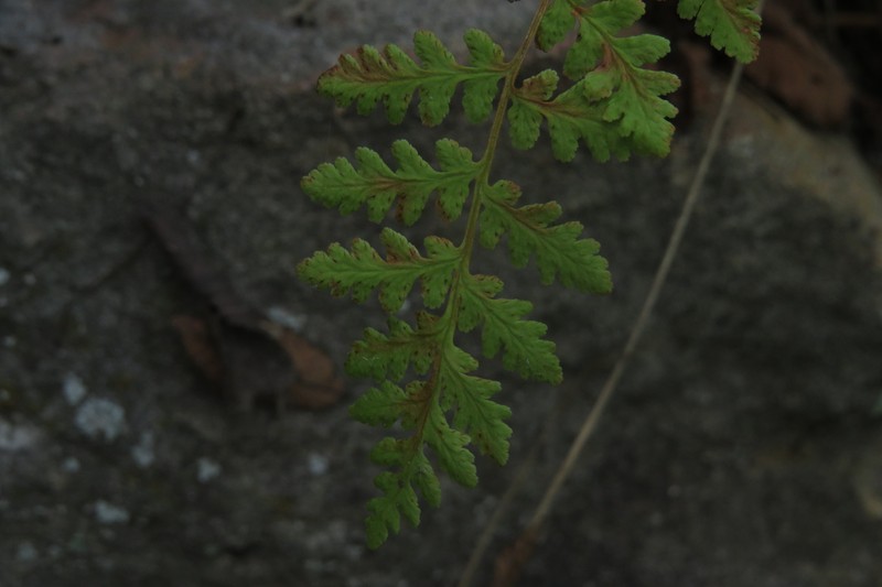 Woodsia obtusa subsp. obtusa photo 6
