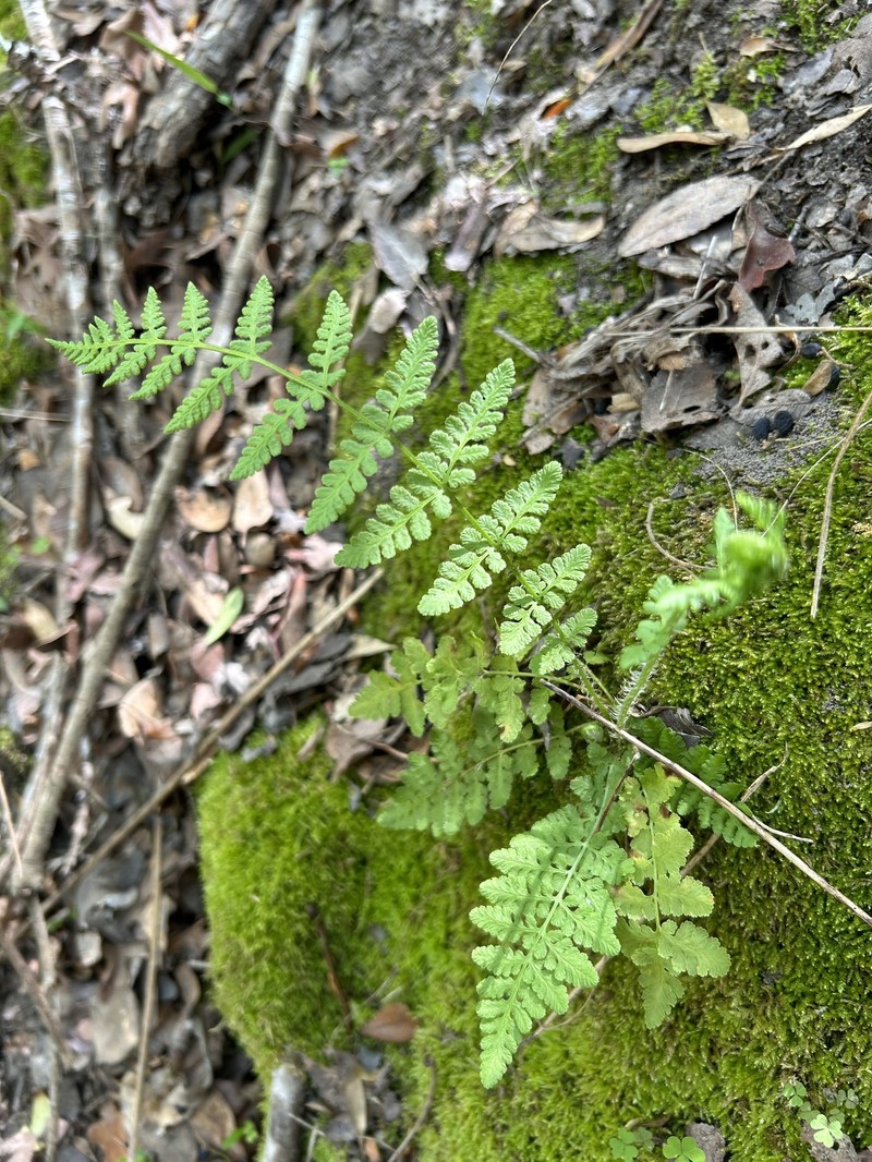 Woodsia obtusa subsp. obtusa photo 8