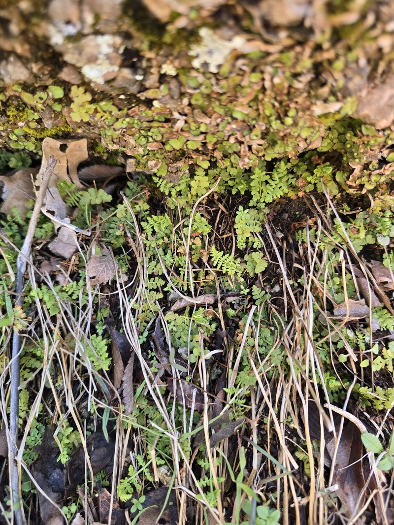 Woodsia obtusa subsp. occidentalis
