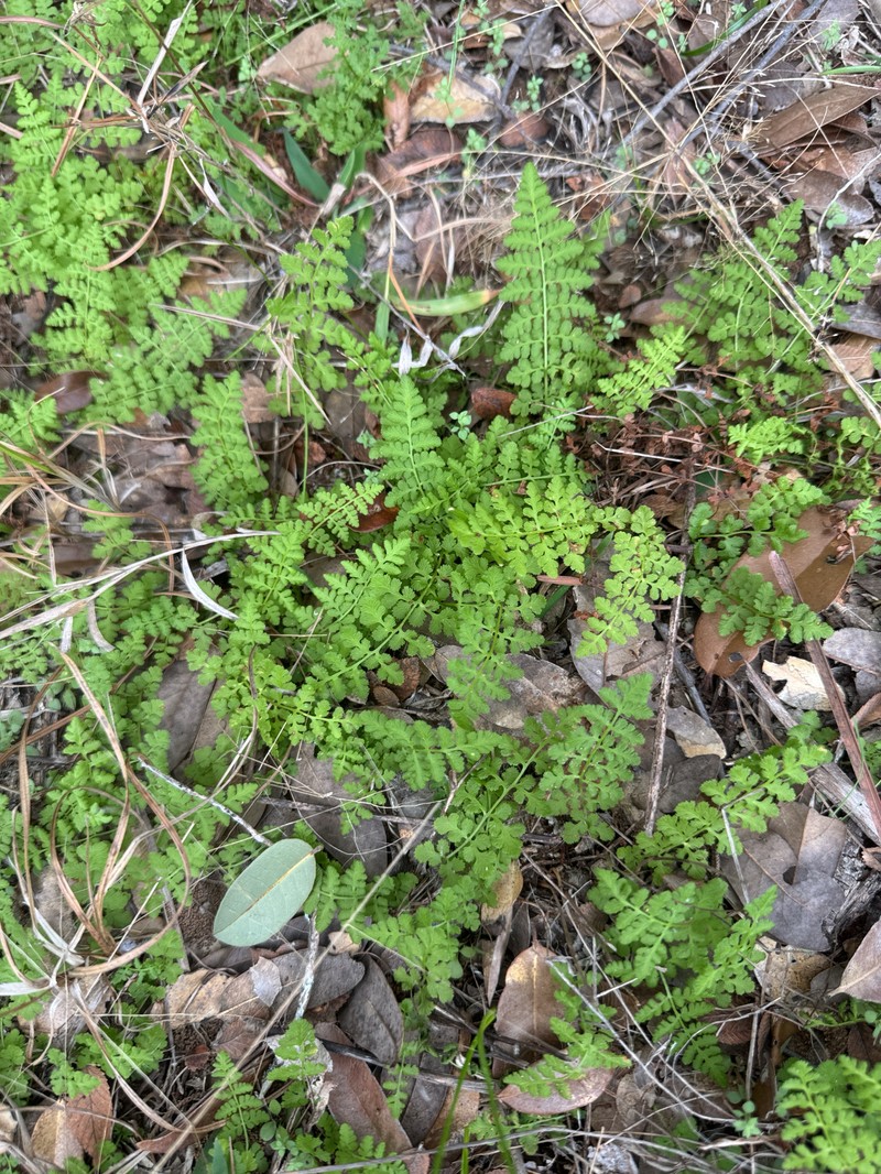 Woodsia obtusa subsp. occidentalis photo 2