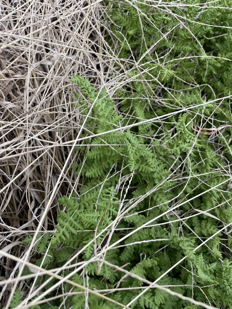 Woodsia obtusa subsp. occidentalis photo 3