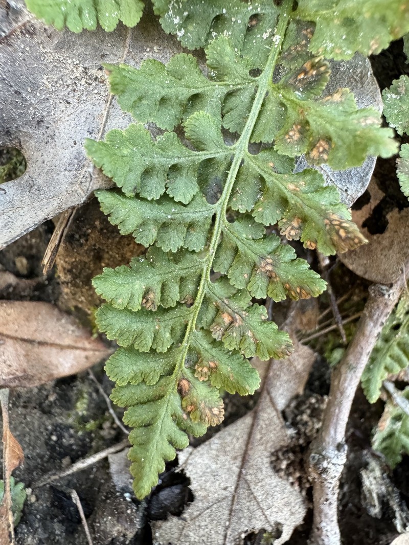 Woodsia obtusa subsp. occidentalis photo 4