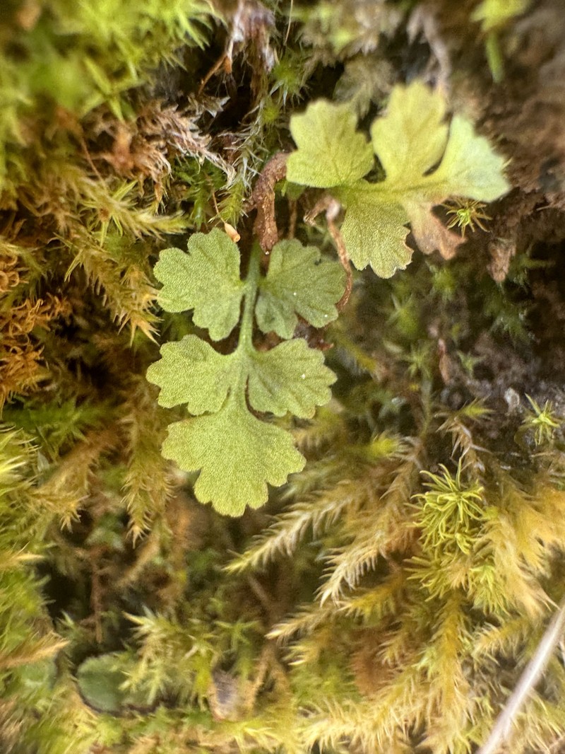 Woodsia obtusa subsp. occidentalis photo 5