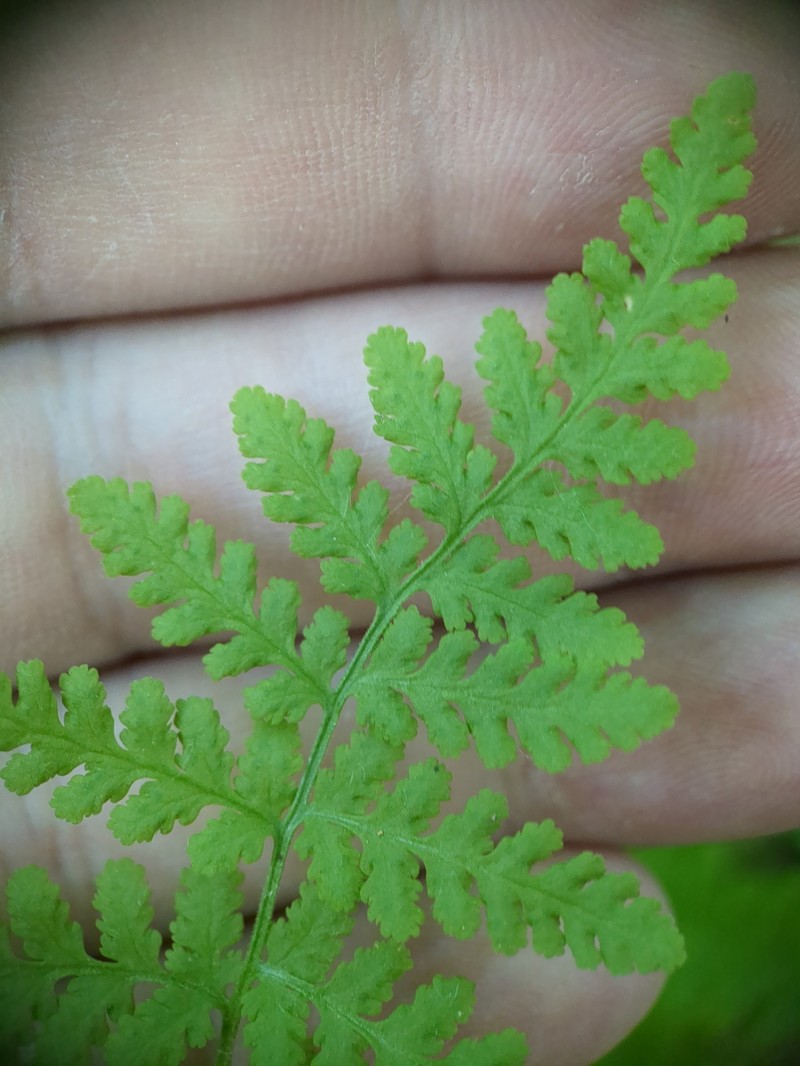 Woodsia obtusa subsp. occidentalis photo 6