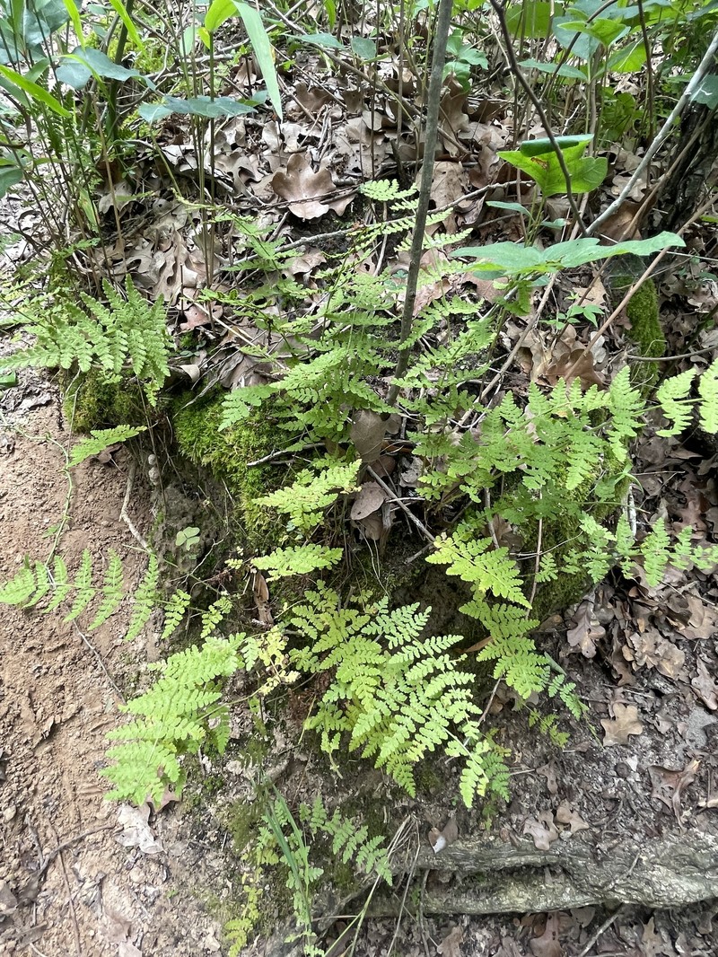 Woodsia obtusa subsp. occidentalis photo 7
