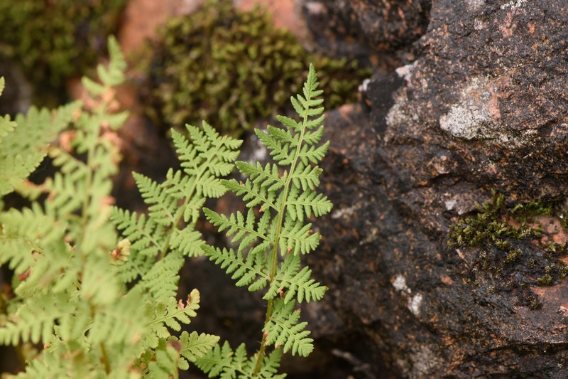 Woodsia obtusa subsp. occidentalis photo 8
