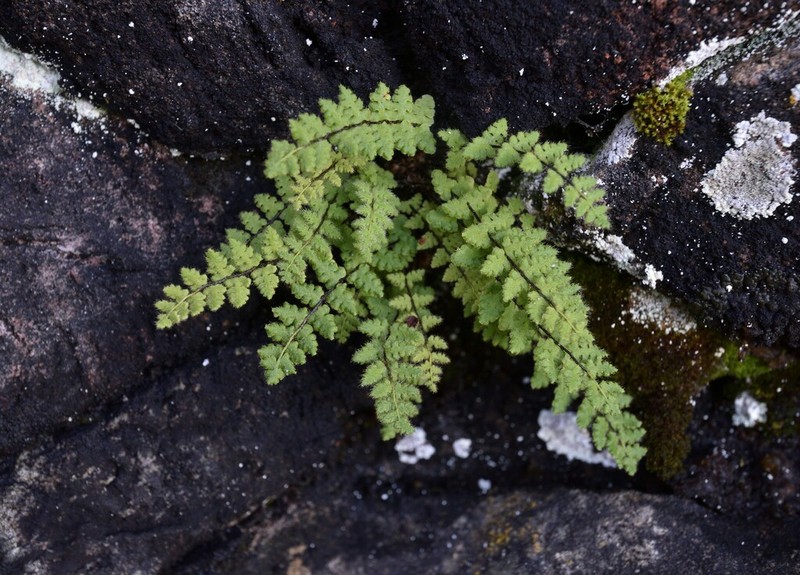 Woodsia okamotoi