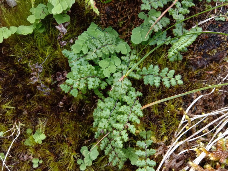 Woodsia okamotoi photo 2