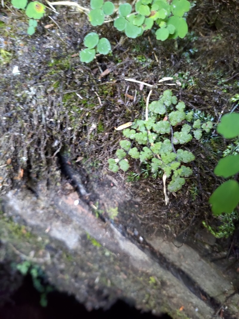Woodsia okamotoi photo 3