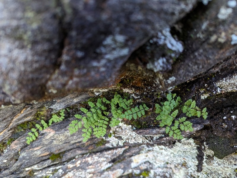 Woodsia okamotoi photo 4