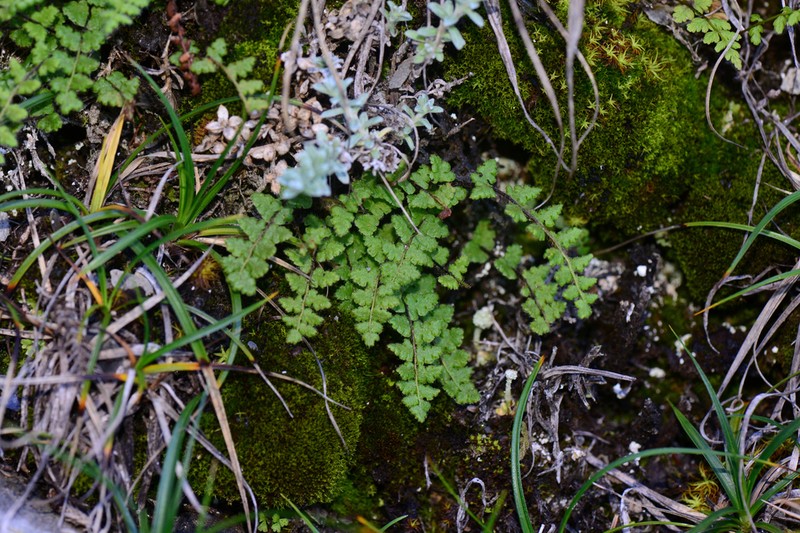 Woodsia okamotoi photo 5
