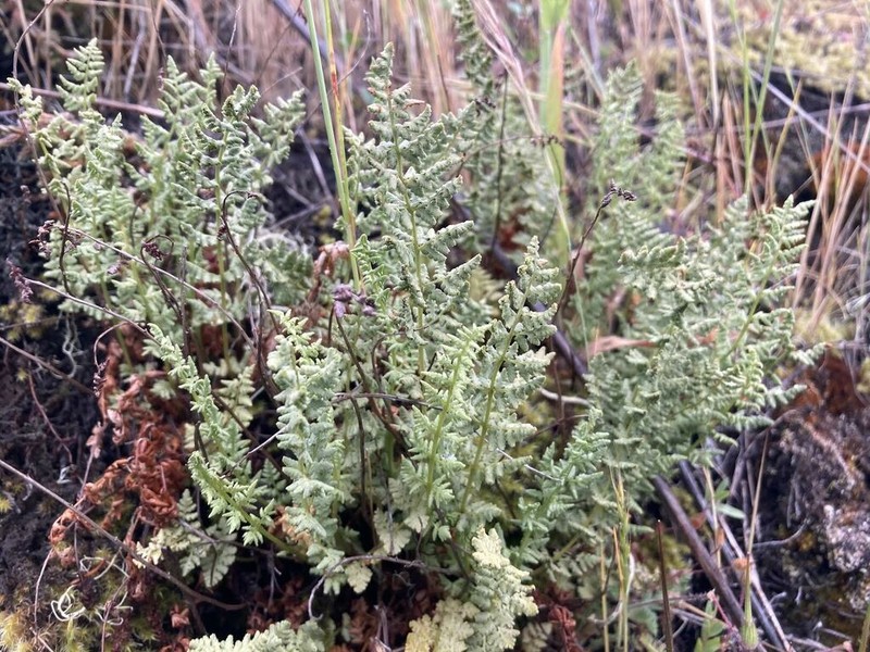Oregon Cliff Fern photo 5
